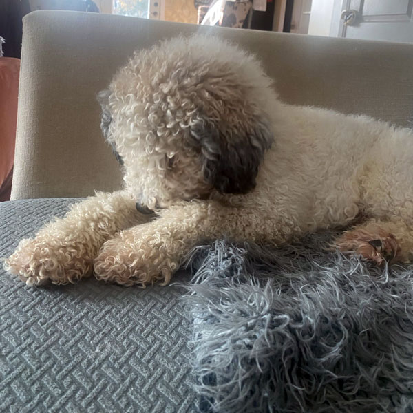 Archie - Miniature Poodle 