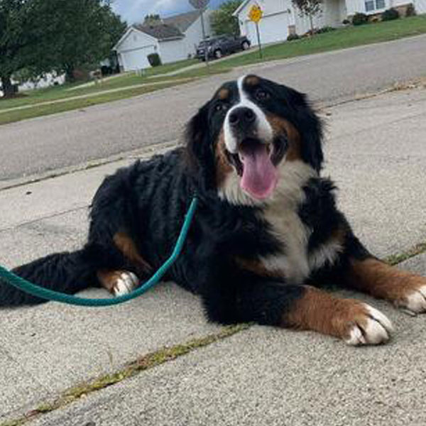 Hanna - Bernese Mountain Dog 