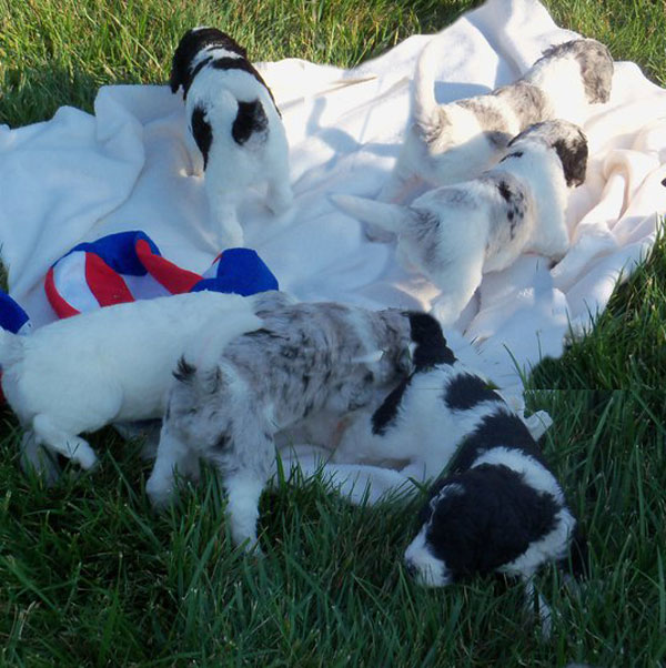 Saint Berdoodle Puppy